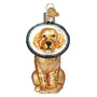 Dog with a Cone Of Shame Glass Ornament